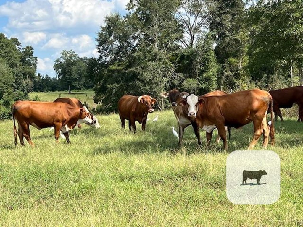 Cattle Range Listing Photo