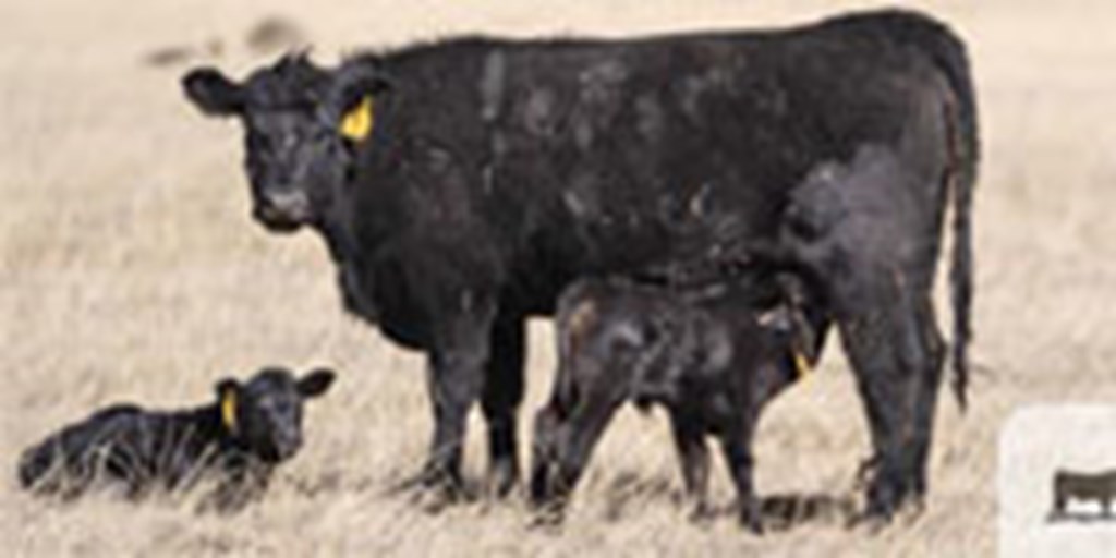 50 Angus 1st-Calf Pairs... S. Central CO