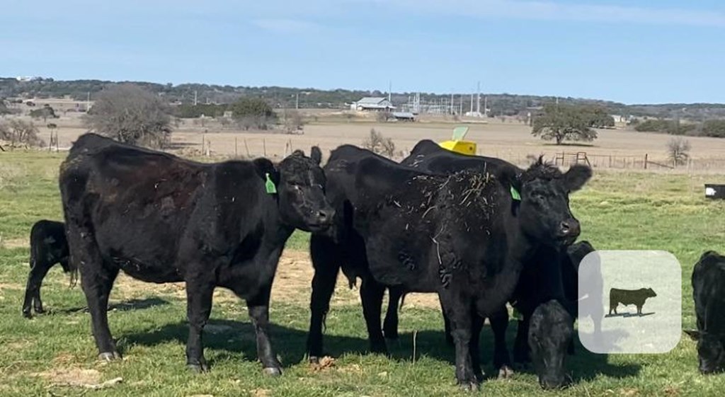 Cattle Range Listing Photo