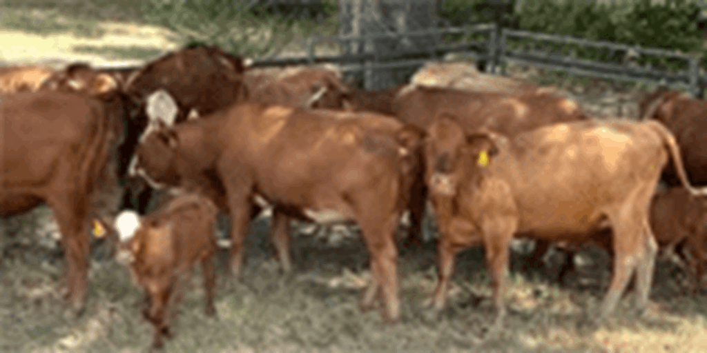 12 Braford Cross Bred Heifers w/ 4+ Calves... Northeast TX