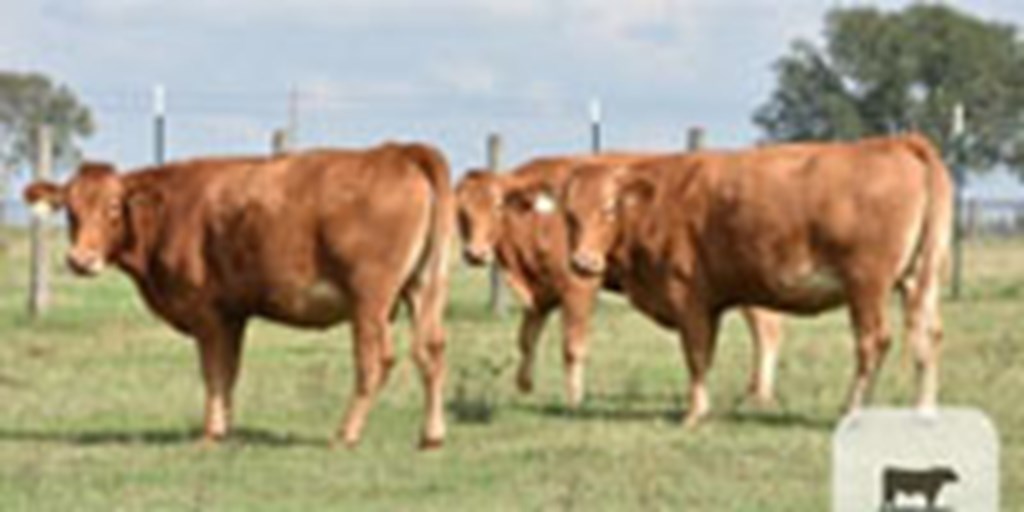 3 Reg. Akaushi Cross Cows... N. Central TX