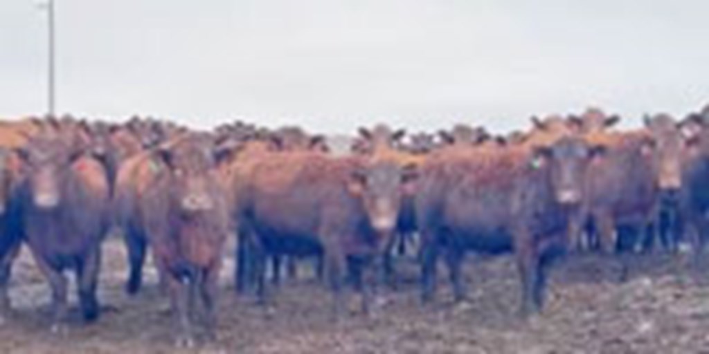 163	Red Angus & F1 Red Angus/Hereford  'RWF' Cows... S. Central ND