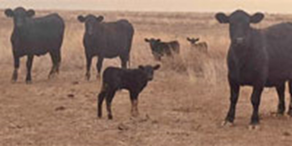 10 Angus 1st-Calf Pairs... Central TX