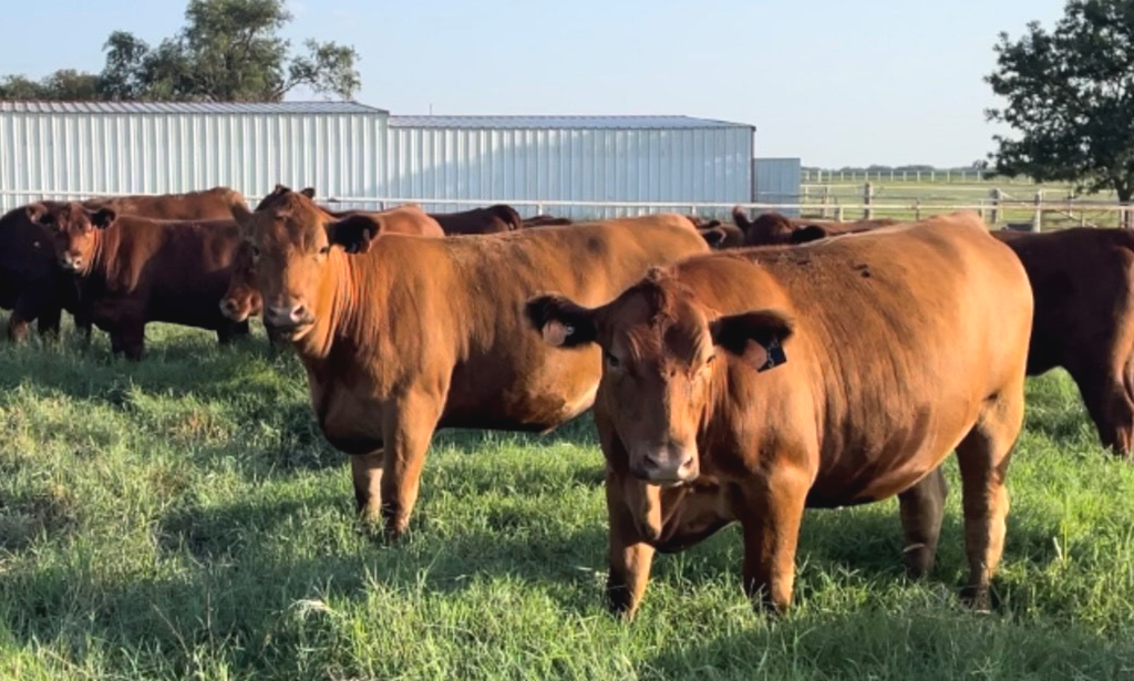 Cattle Range Listing Photo