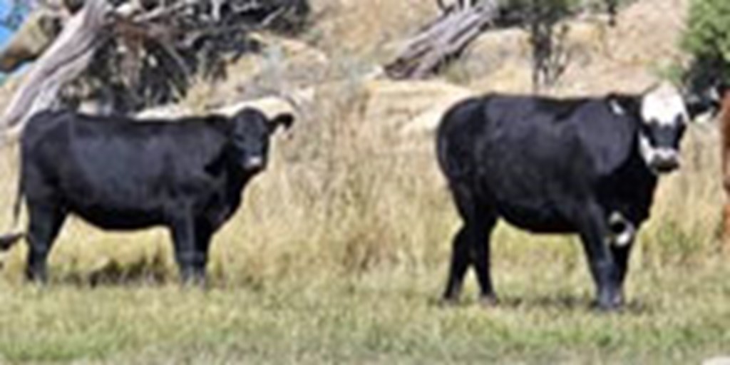 20 Angus/Hereford Bred Heifers... W. Central CO