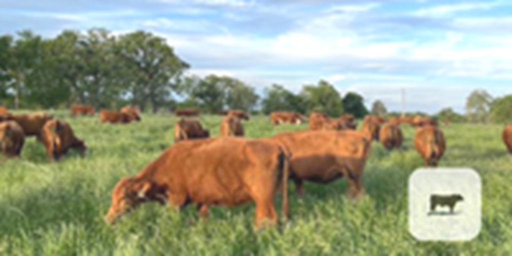 114	Red Angus 2nd-Calf Cows... Southeast TX