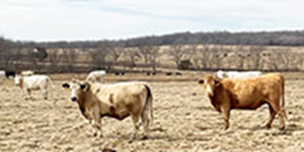 25 Charolais Cross Cows... Southwest MO