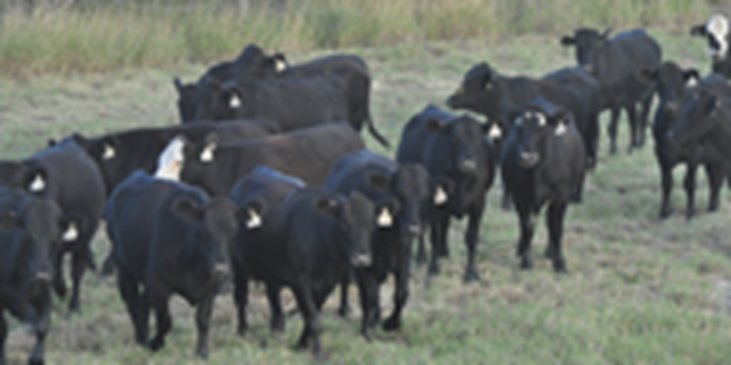 42 Angus Plus Bred Heifers... S. Central TX