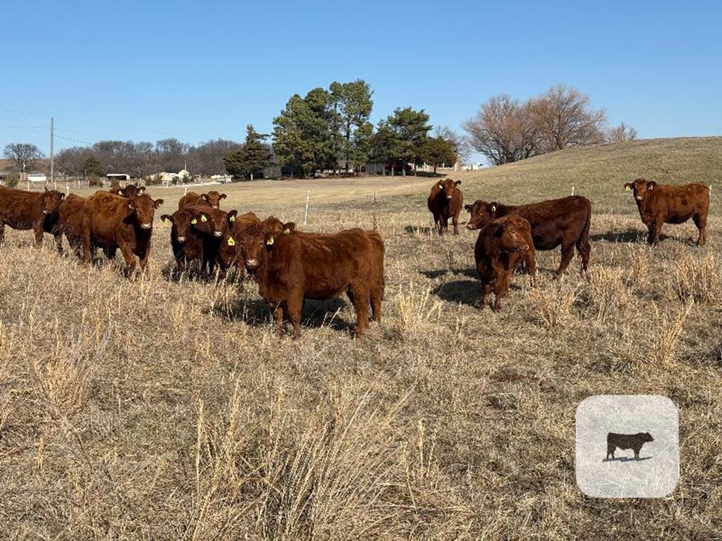 Cattle Range Listing Photo