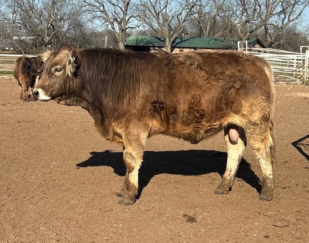 Cattle Range Listing Photo