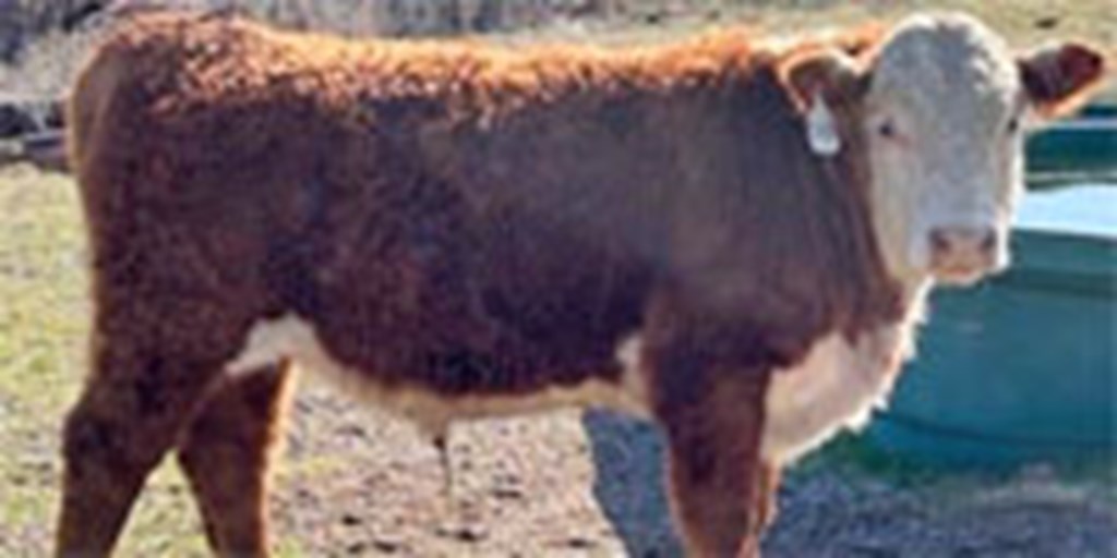 2 Reg. Hereford Bull Calves... Southwest OK