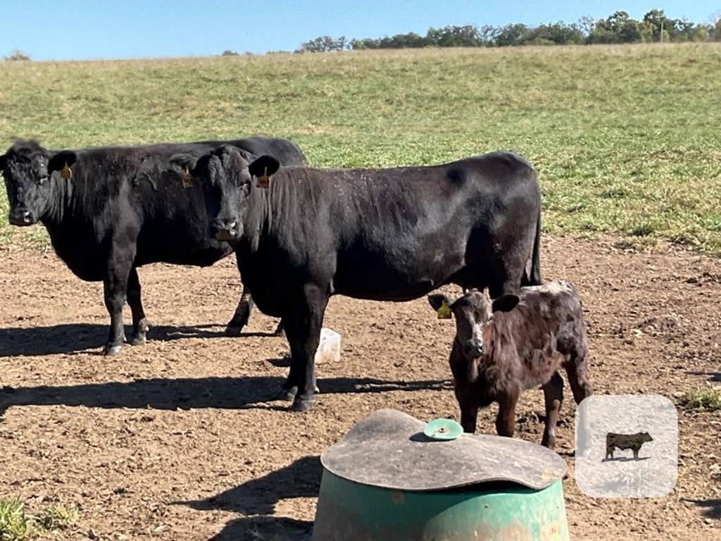 Cattle Range Listing Photo