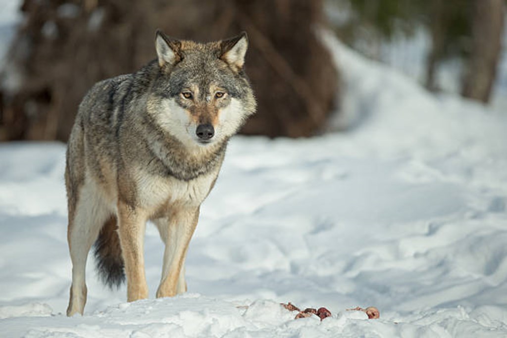 Listing the Gray Wolf as an Endangered Species Not Warranted