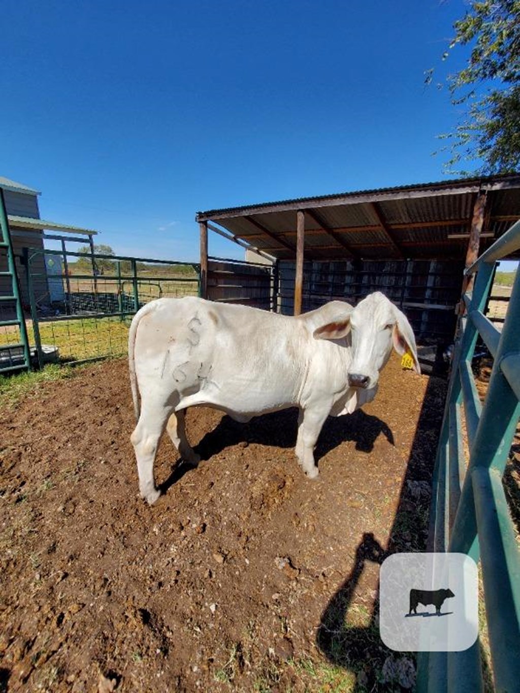 Cattle Range Listing Photo