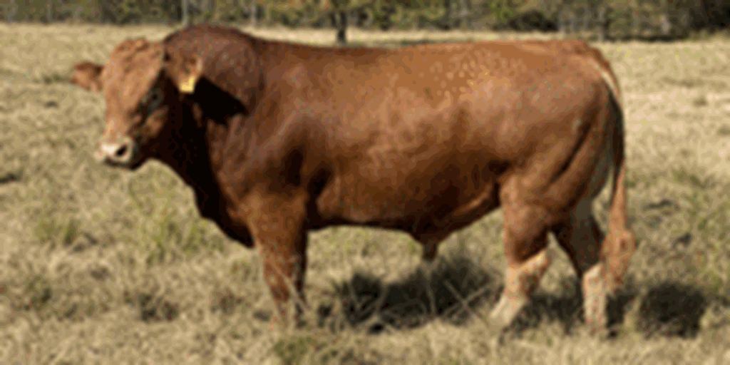 1 Reg. Limousin Bull... S. Central LA