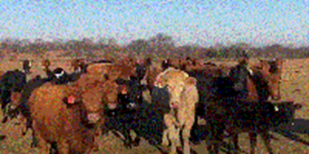 55 Crossbred/Mixed Breed Cows w/ 15+ Calves... Southeast OK