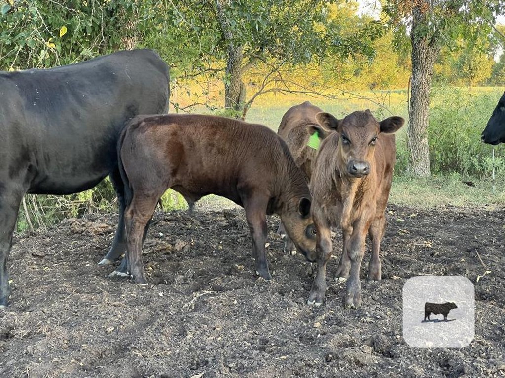 Cattle Range Listing Photo