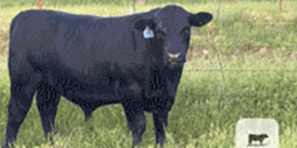 40 Reg. Angus Bulls... S. Central  OK