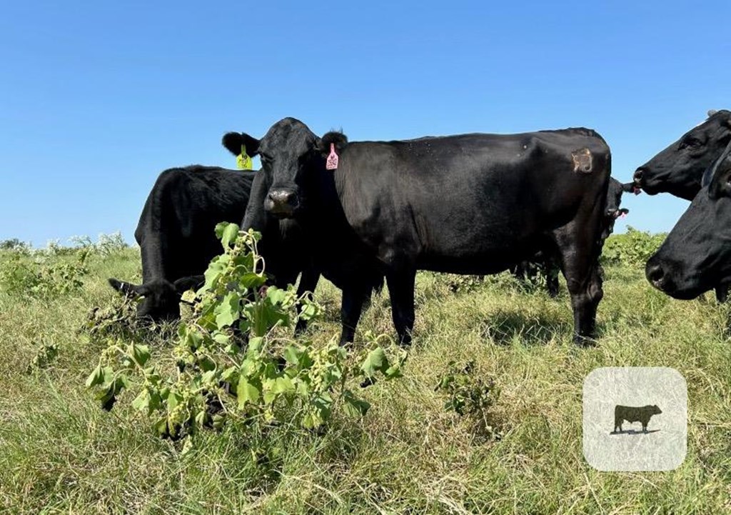 Cattle Range Listing Photo