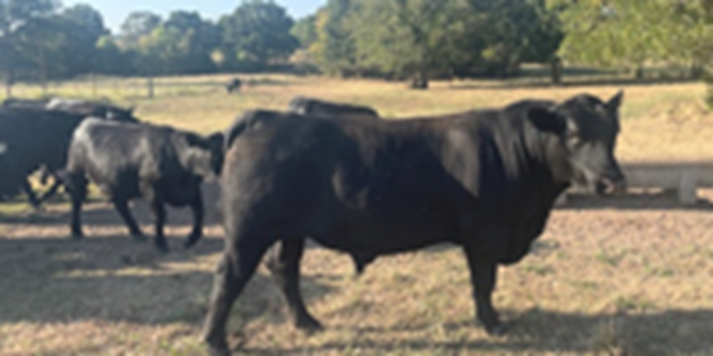 20 Angus Bred Heifers... Central OK