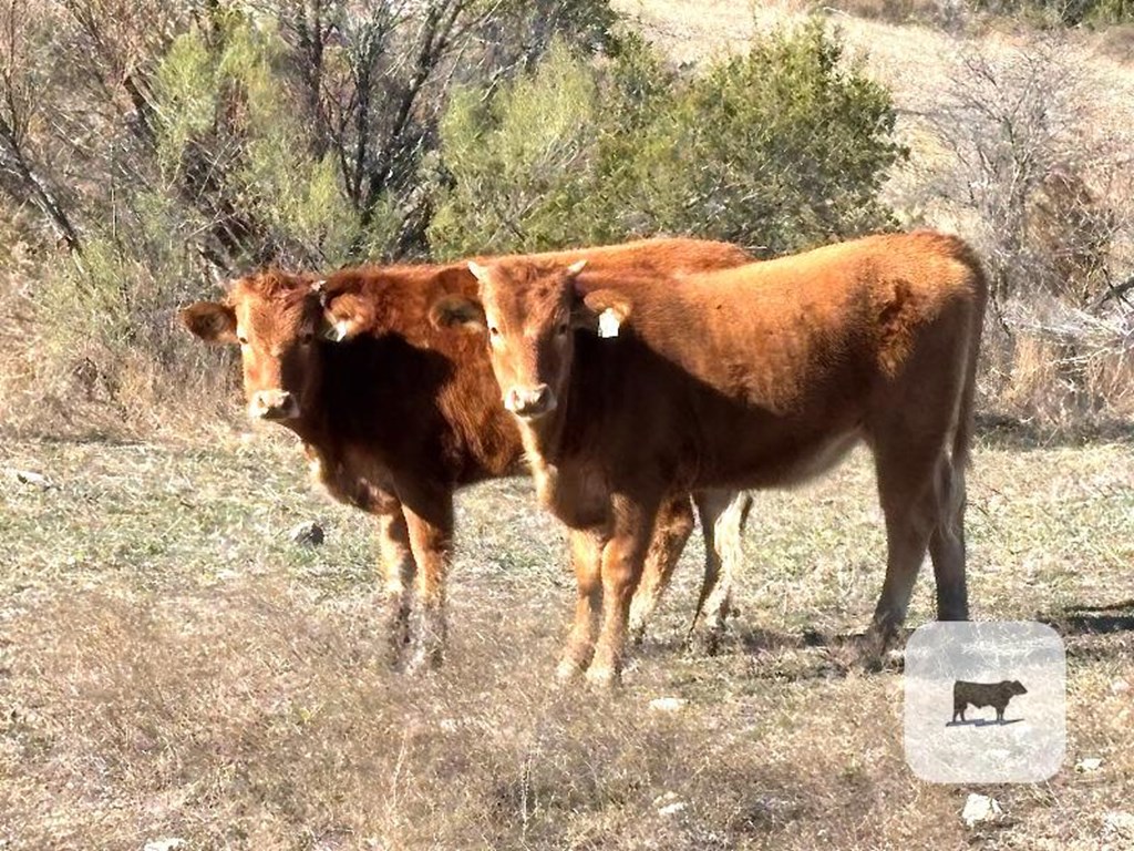 Cattle Range Listing Photo