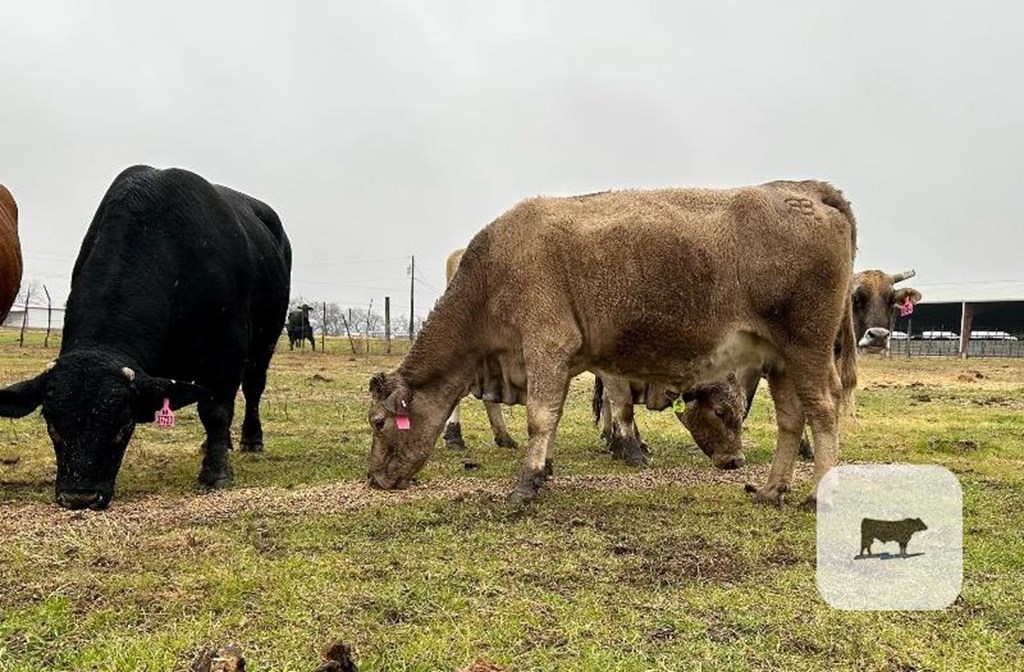 Cattle Range Listing Photo