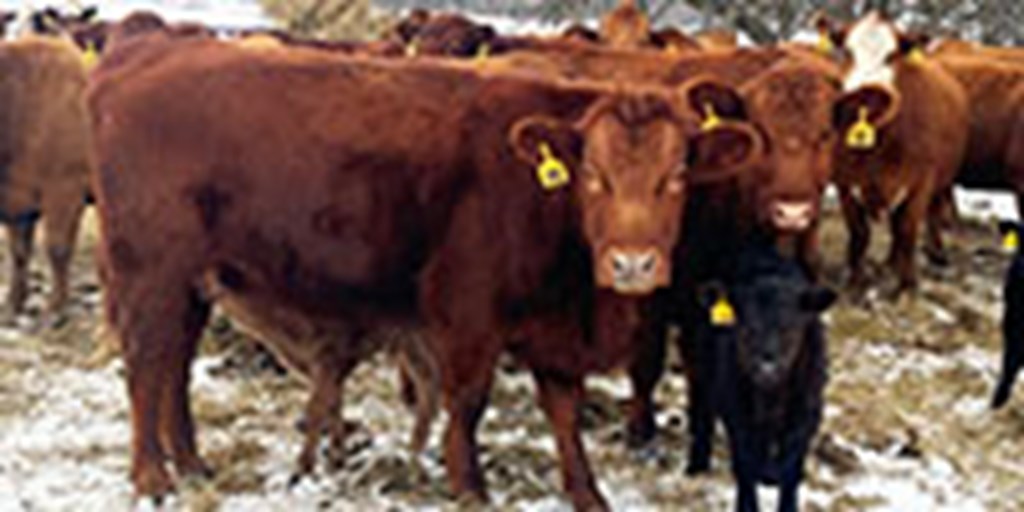 16 Red Angus & BWF Pairs... Southwest MO