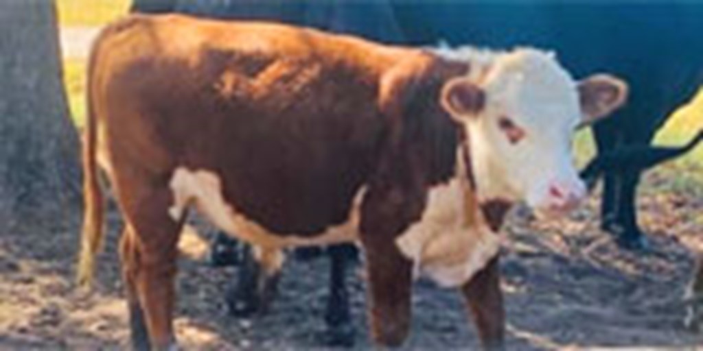 1 Hereford Bull... East TX (1)