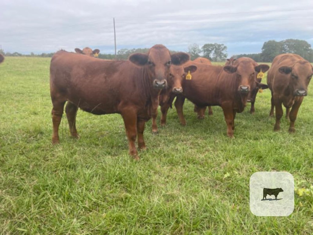 Cattle Range Listing Photo