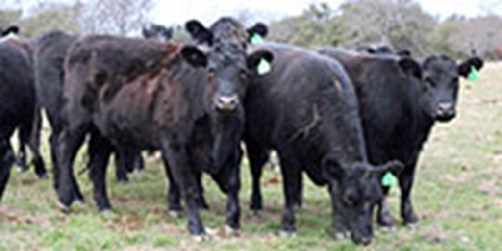 14 Angus Bred Heifers... Central TX