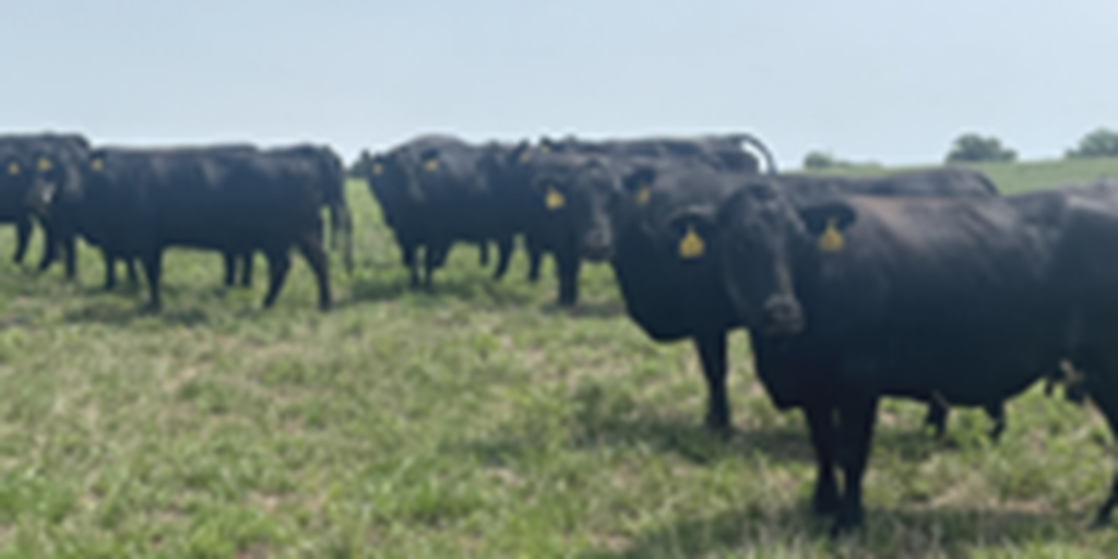 42 Angus & BWF Cows... Southwest MO (1)