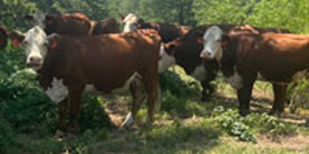 200 Hereford Cows w/ 55+ Calves... Northeast TX