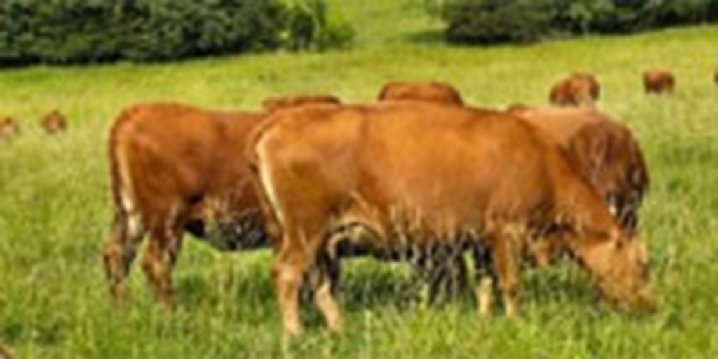 150 Reg. Red Angus & Red Angus Cows... Central MO