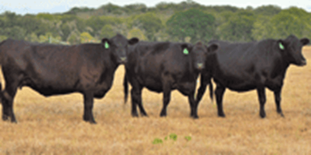 6 Angus Cows... Central TX