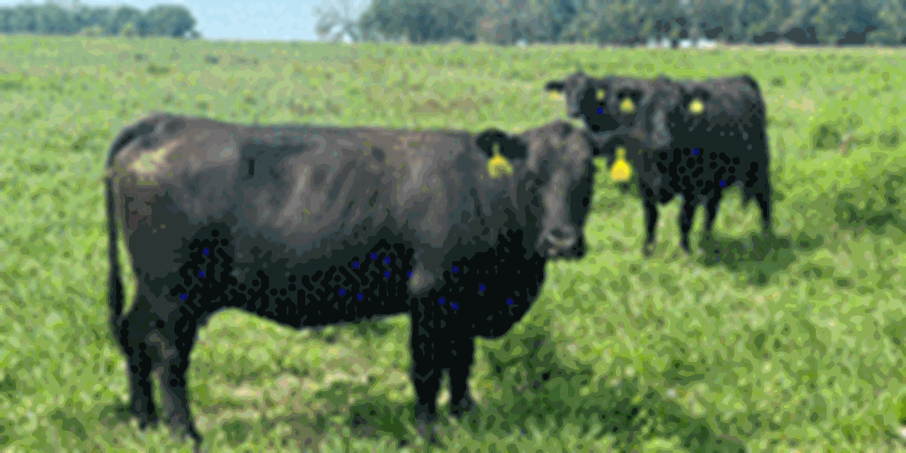 42 Angus & BWF Cows... Southwest MO
