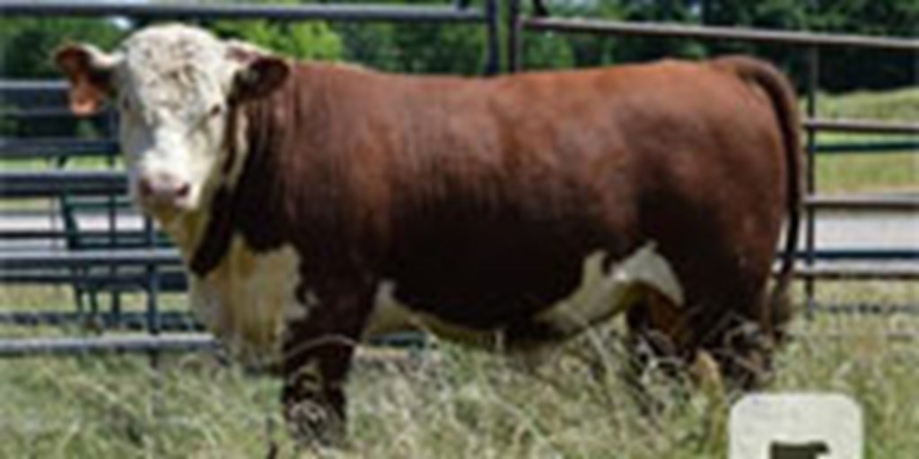 7 Reg. Polled Hereford Bulls... Northeast TX