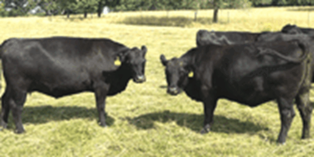 47 Angus & BWF Cows... Southwest MO