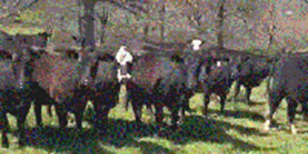 130	Angus & Red Angus Cows... Central MO