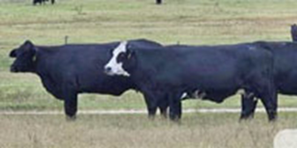 65 Angus & BWF Cows w/ 4+ Calves... N. Central TX