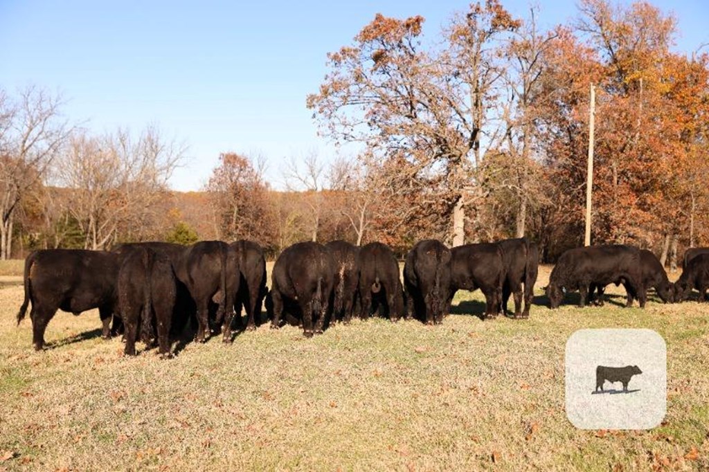 Cattle Range Listing Photo