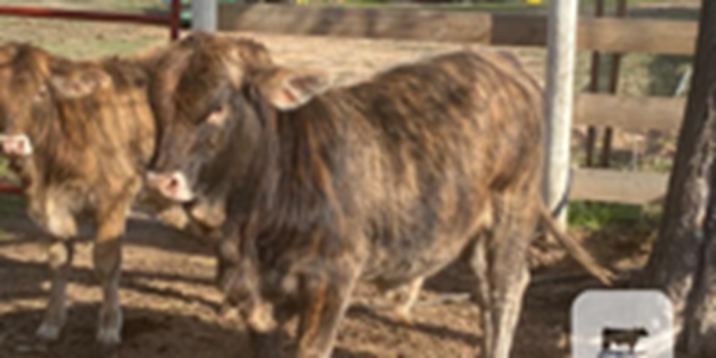 4 F1 Brahman/Red Angus Bull Calves... North TX
