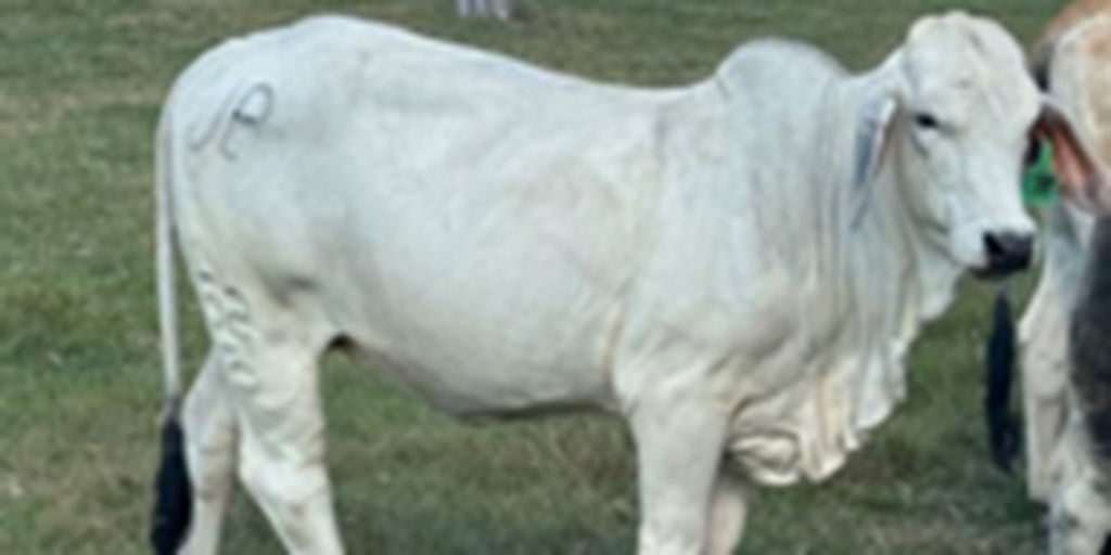 6 Reg. Brahman Rep. Heifers... Northeast TX