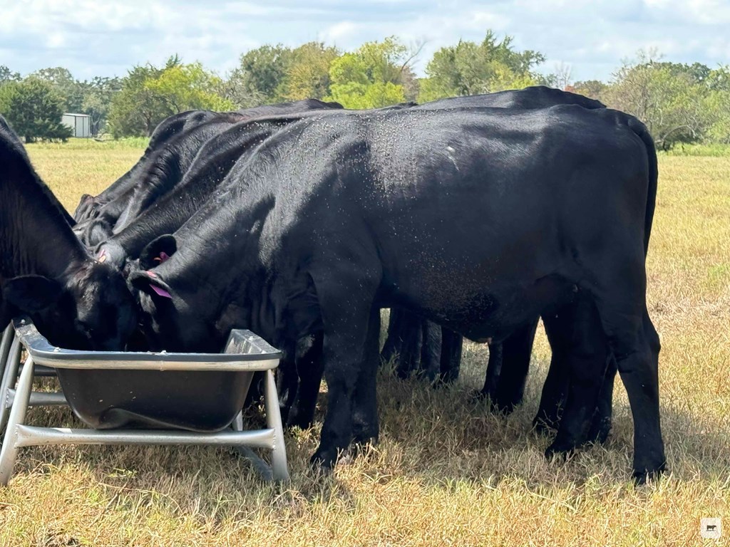 Cattle Range Listing Photo