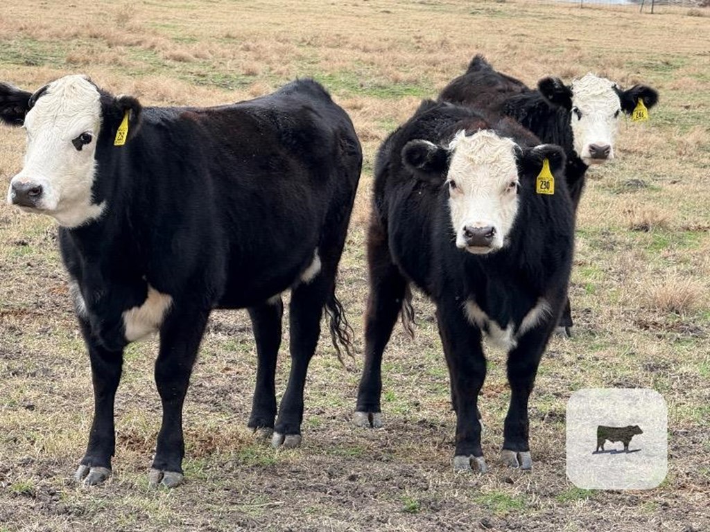 Cattle Range Listing Photo