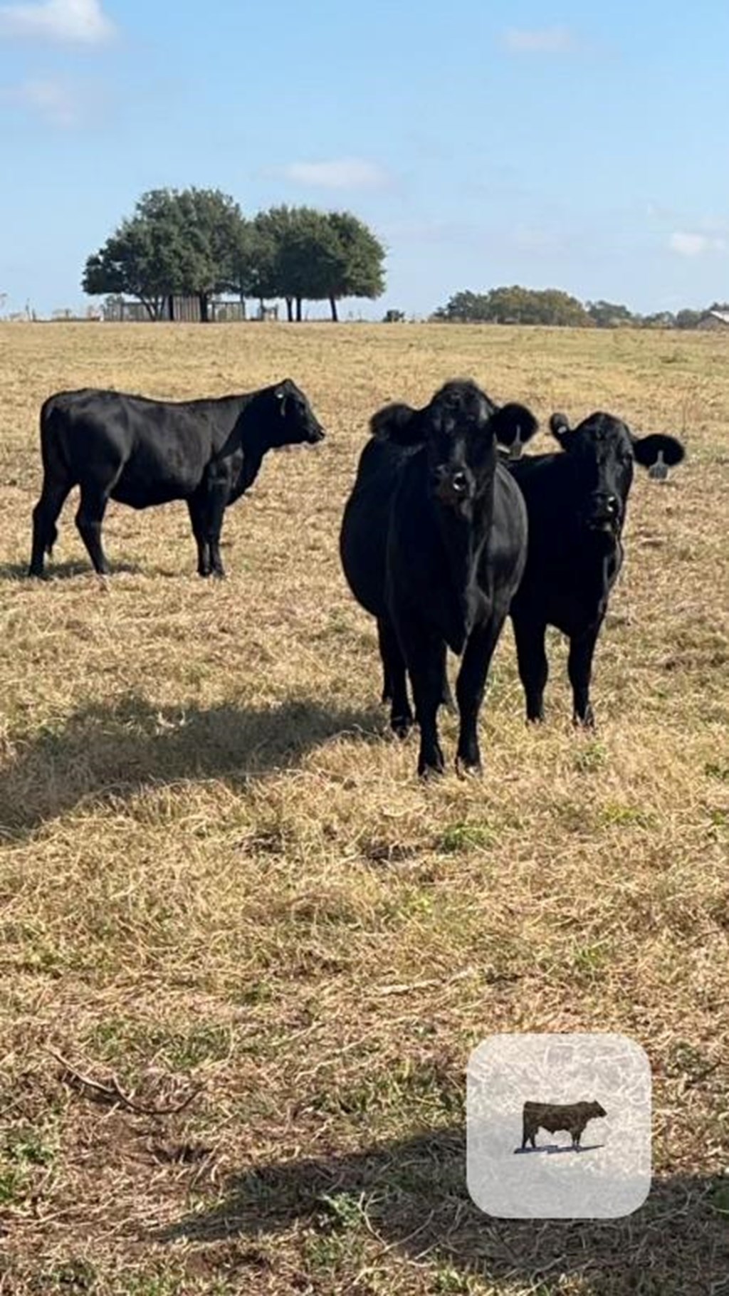 Cattle Range Listing Photo