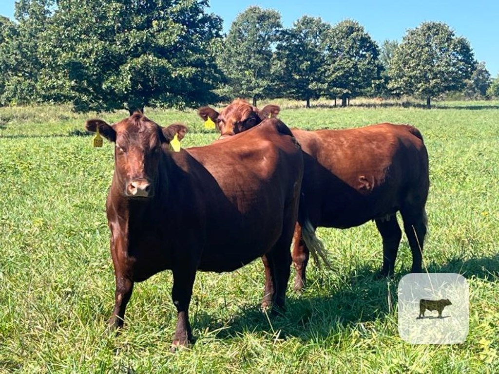 Cattle Range Listing Photo