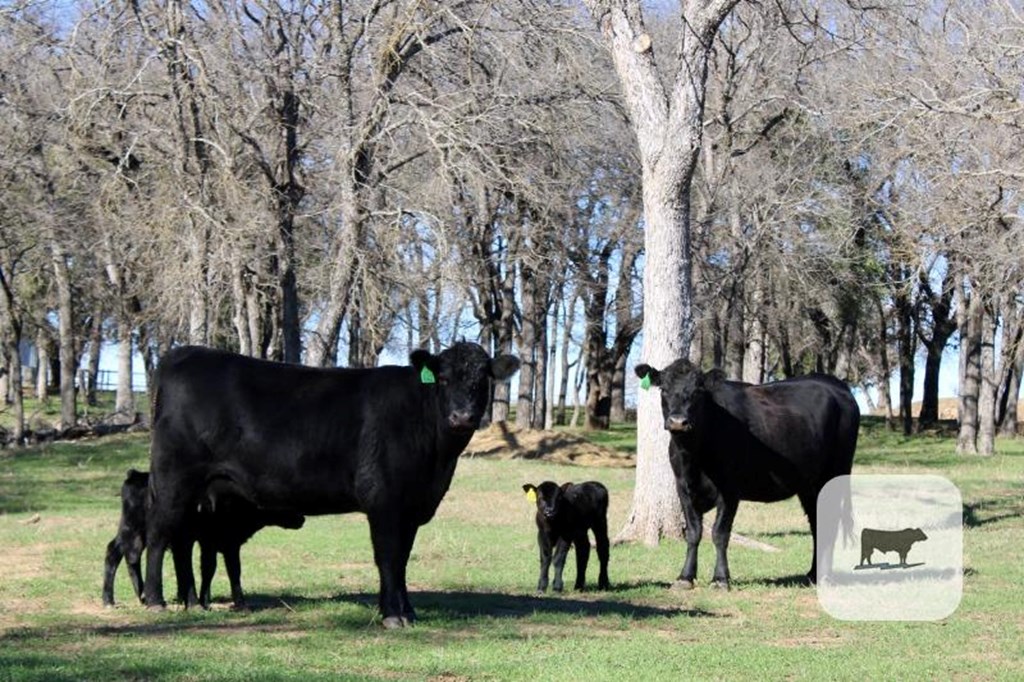 Cattle Range Listing Photo