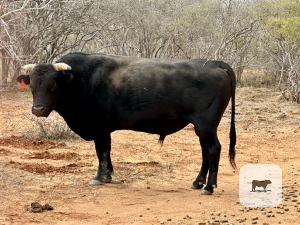 Cattle Range Listing Photo