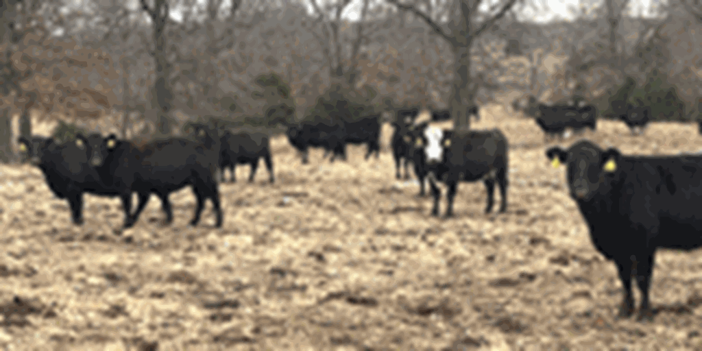 70 Angus & BWF Cows... Southwest MO