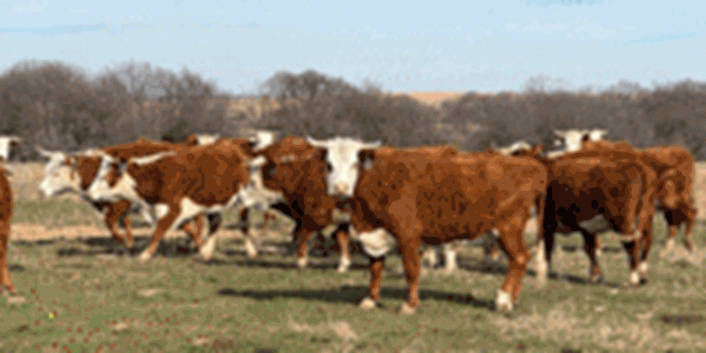 88 Horned Hereford Cows... Central OK